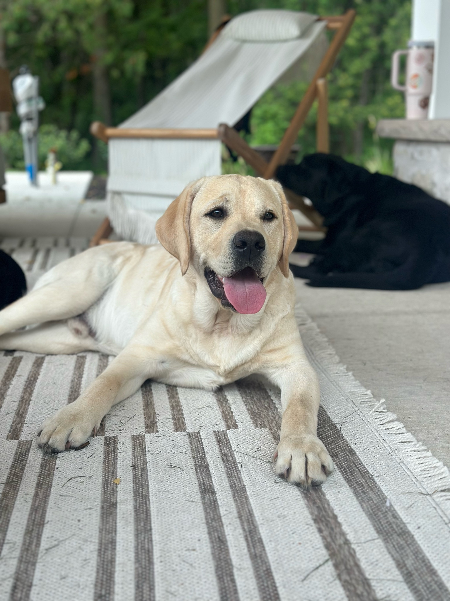 Our new pup Nalu is also a fan of our new cabana and this striped rug! It’s Wayfair Black Friday in July and I’m finally getting the chance to style and outfit our new backyard. I started with this gorgeous striped rug that I can not get enough of! I think it was made for this space. With up to 80% off @wayfair and free shipping I am ready to fill my cart and finish up our long awaited new spaces. Sale dates 7/26- 7/29 #wayfairpartner #wayfair #ad