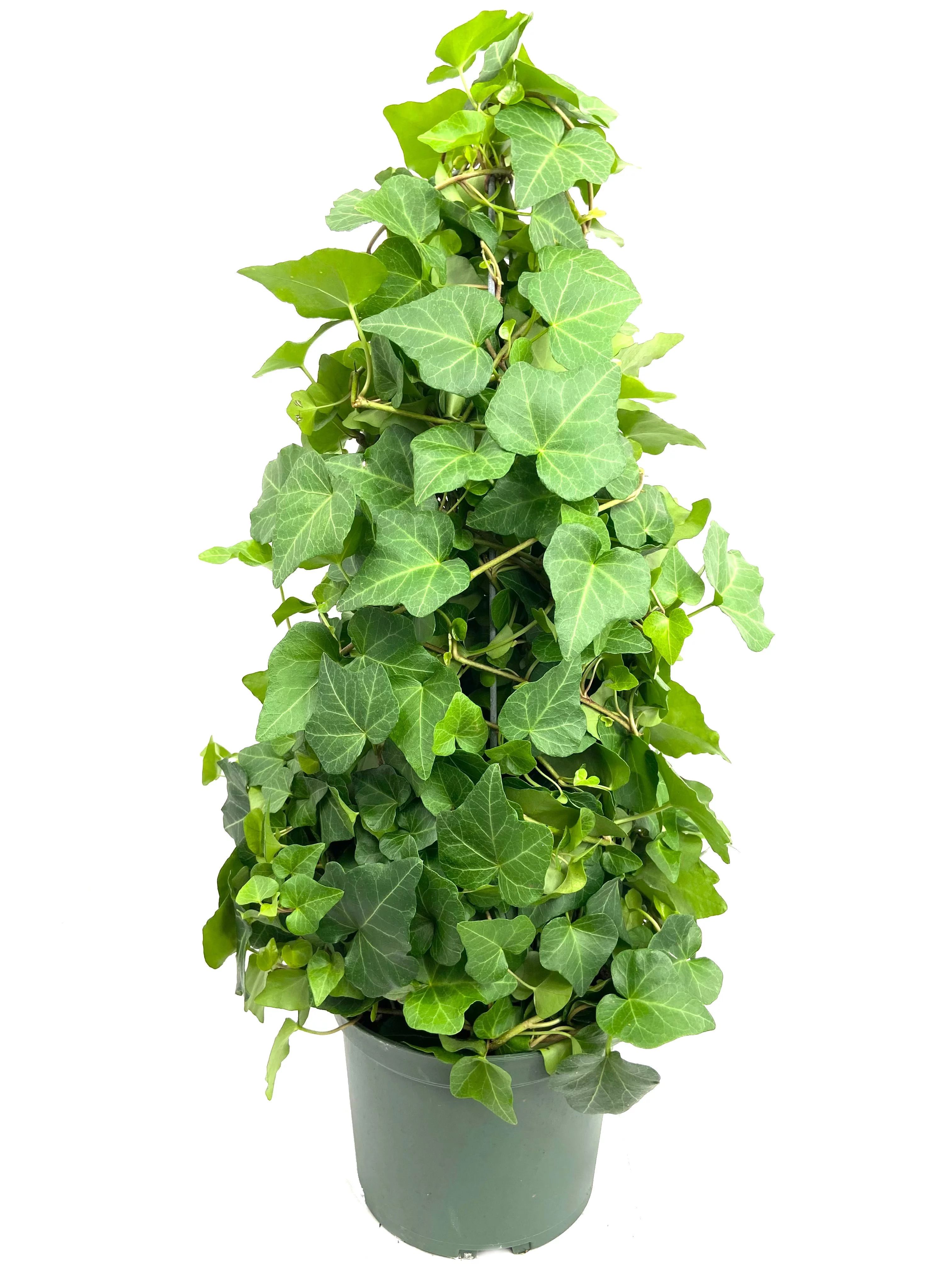 English Ivy Tree - Live Plant in a 6 Inch Pot - Hedera Helix - Stylish Air Purifying Topiary Hous... | Walmart (US)