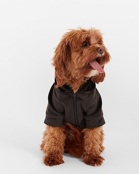 Cozy Pom Dog Hoodie | Express