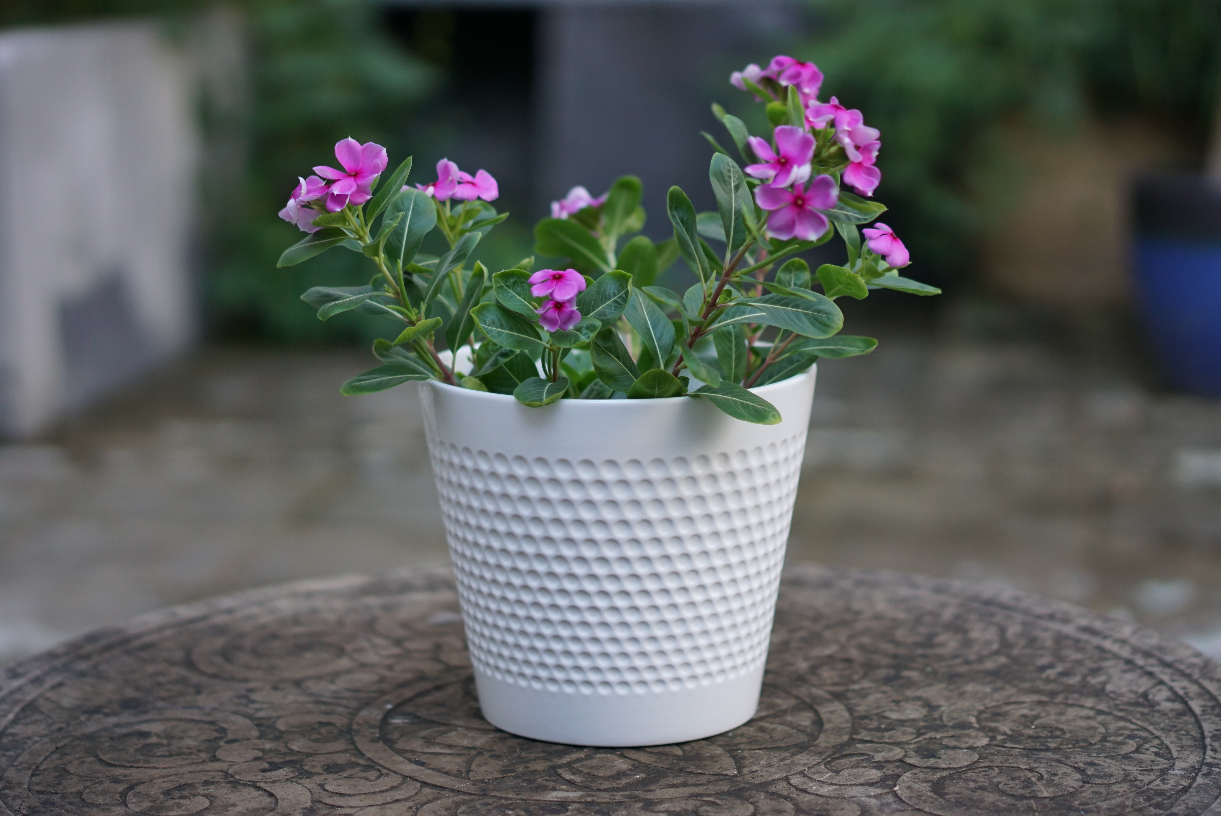 Mainstays 8in White Dot Pot | Walmart (US)