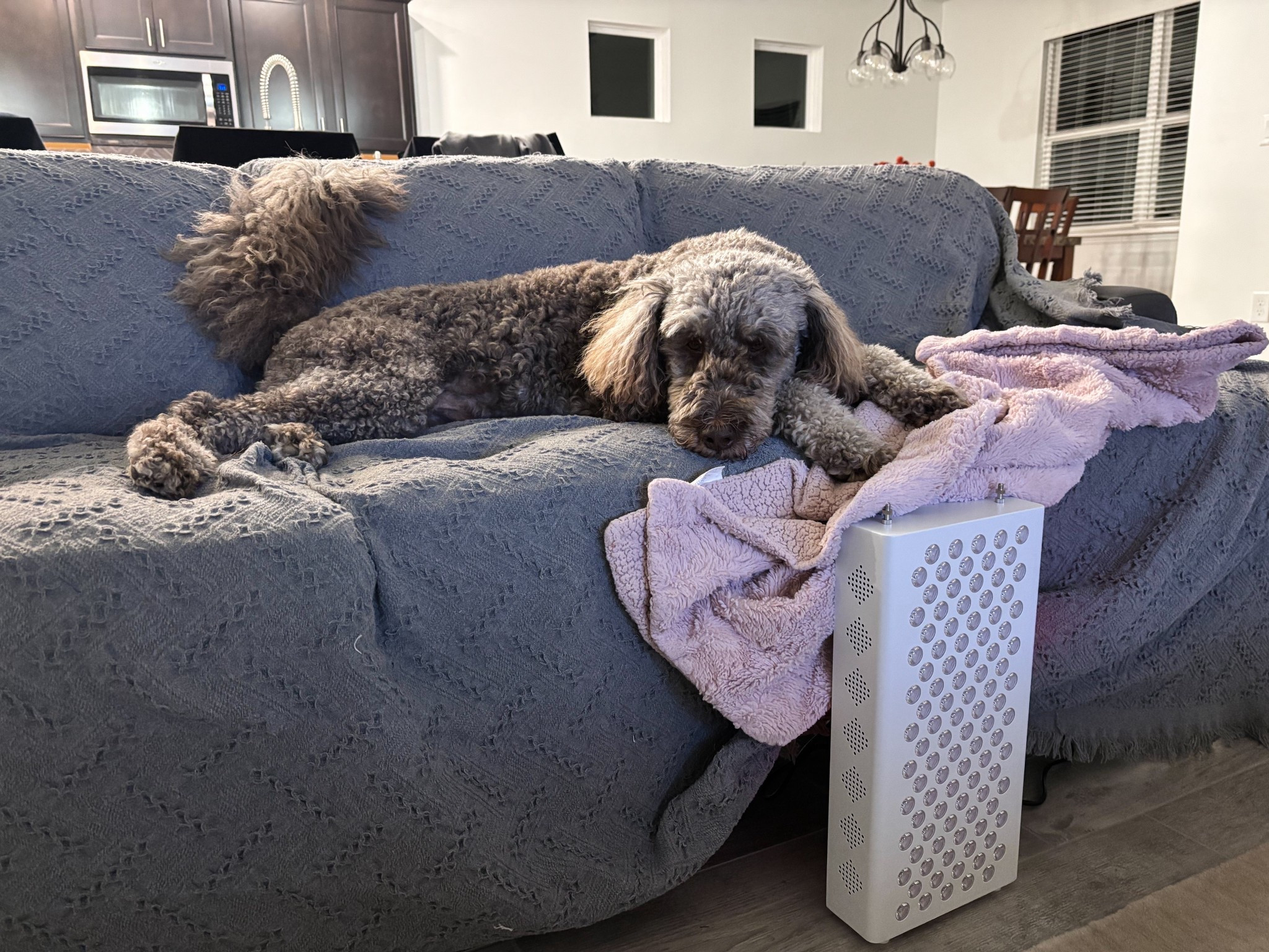 Red light therapy and a cute pup

#LTKmorningroutine #LTKBeauty #LTKselfcare
