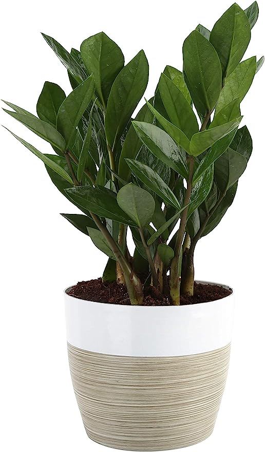 Costa Farms ZZ Zamioculcas zamiifolia, Indoor Plant, 12-Inch Tall, White-Natural Décor Planter | Amazon (US)