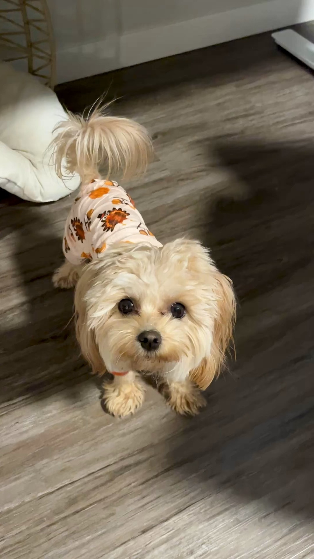 Wearing a size S

#LTKSeasonal #LTKHoliday #LTKFindsUnder50