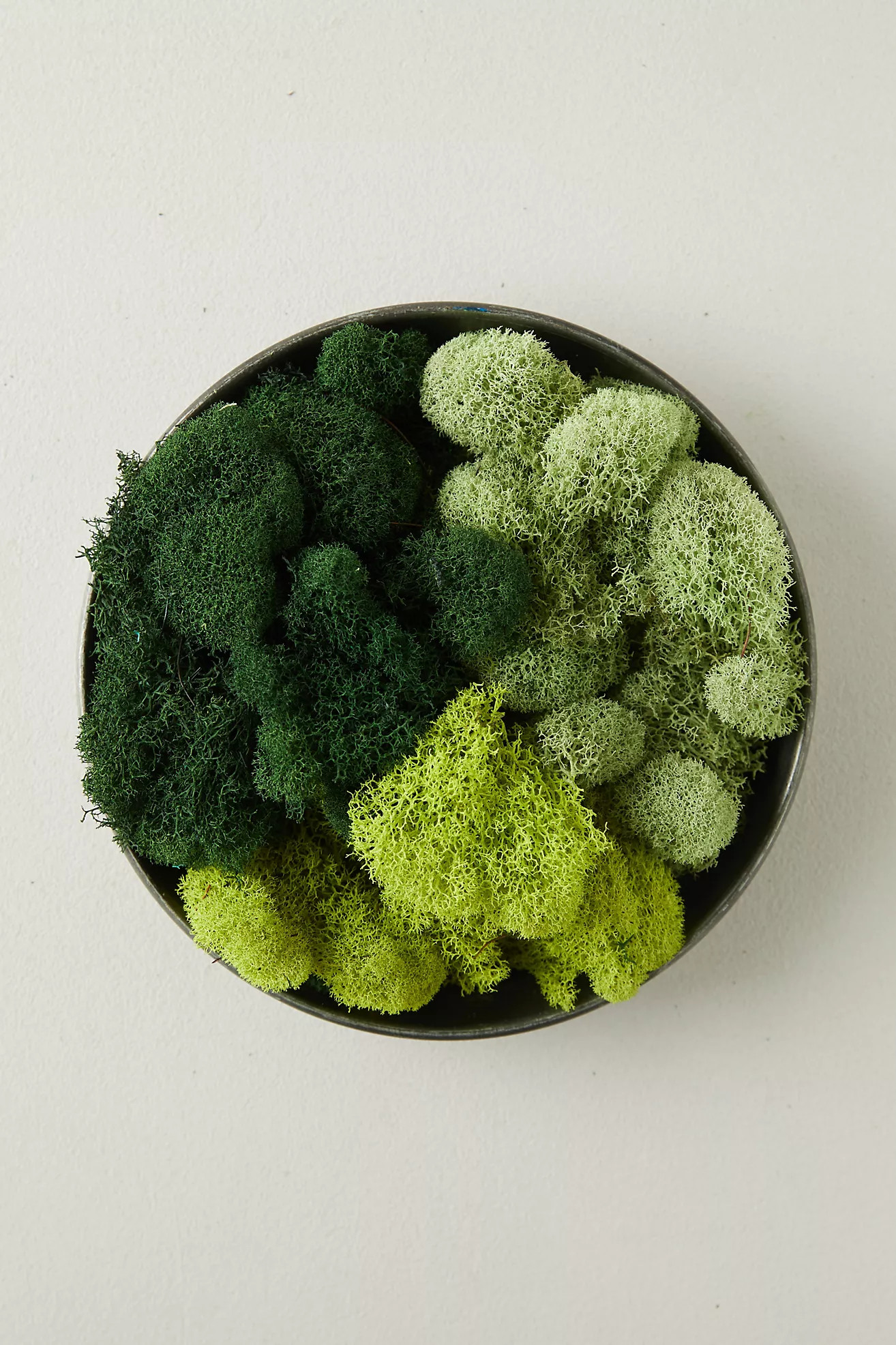 Preserved Green Reindeer Moss, Set of 3 | Anthropologie (US)