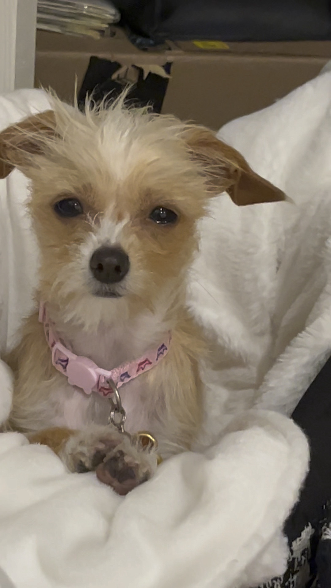 Lola love her new travel bed. See a list of Lola’s favorite pet products here. Purrrfect gifts for the pet or pet parent in your life  

#LTKfindsunder50 #LTKfindsunder100 #LTKfamily