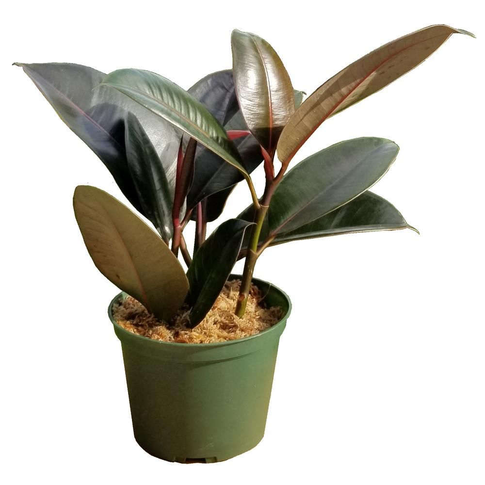 Rubber Plant in 6 in. Grower Pot | The Home Depot