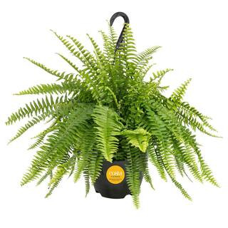 Boston Fern Indoor/Outdoor Plant in 10 in. Hanging Grower's Pot, Avg. Shipping Height 1-2 ft. Tal... | The Home Depot