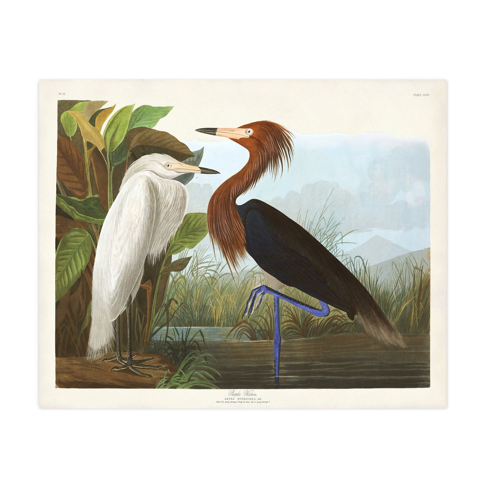 Purple Heron Print, Audubon Birds of America, Bird Print, Purple Heron Poster, Shore House Art, S... | Etsy (CAD)
