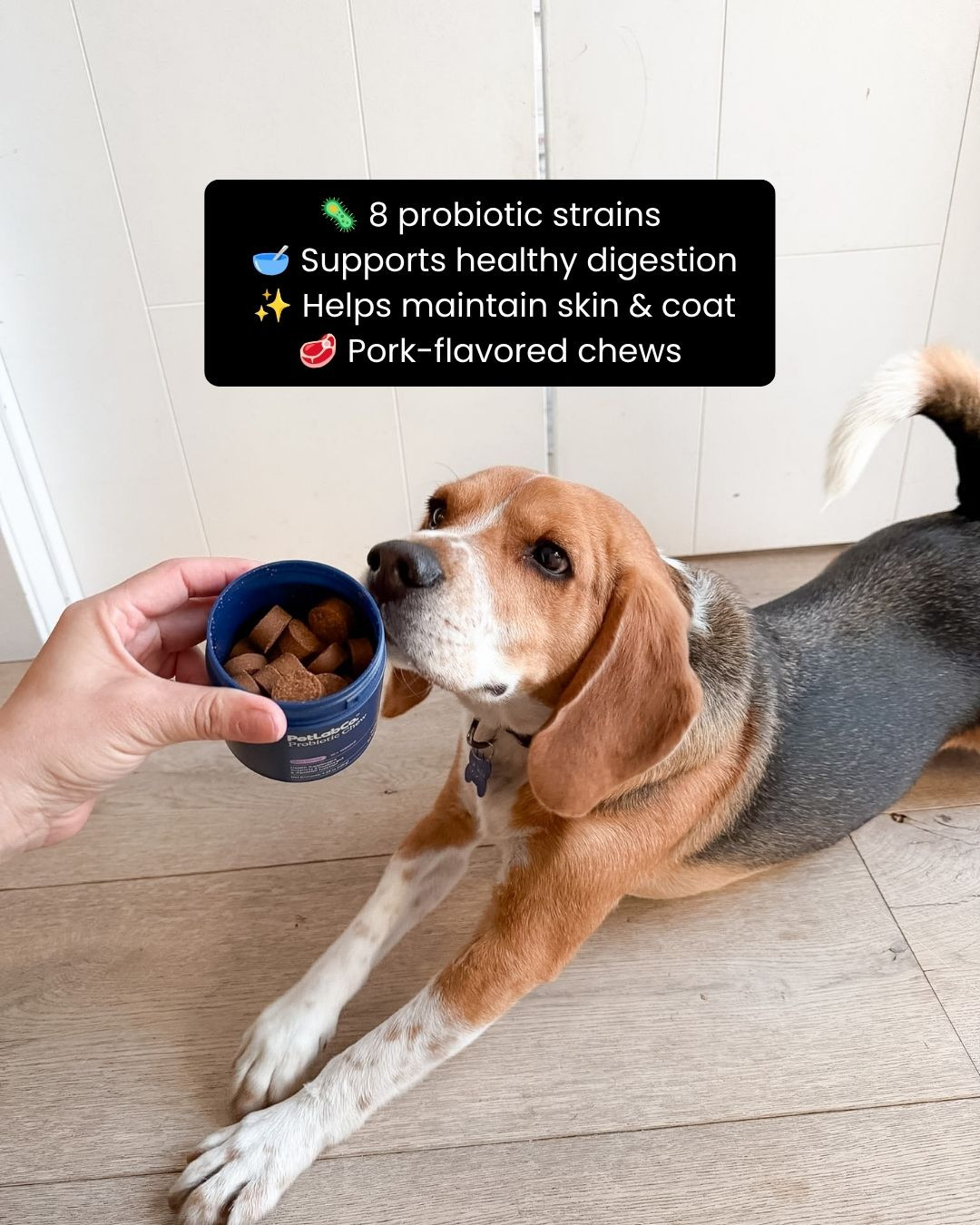 Support your pup's daily wellness from the inside out 🐶✨ with these probiotic chews for dogs! Made to complement your dog's everyday routine, these tasty chews help support digestive health and overall well-being while giving your furry friend a treat they'll love 💖🐾. Perfect for dogs of all sizes, they're an easy way to show your best friend a little extra care every day 👀✨. Trust me, your pup will be asking for these at treat time 💕

#probioticfordogs #dogprobiotics #dogchews #doghealth #petwellness #digestivehealth #furbaby #doglover #petparents #doglife #healthypets #dogcare #petessentials #dogtreats #happydog #petnutrition #ltkpets #ltkfinds #musthave #dogmom #dogdad #petlove #wellnessfordogs #dogapproved 

 