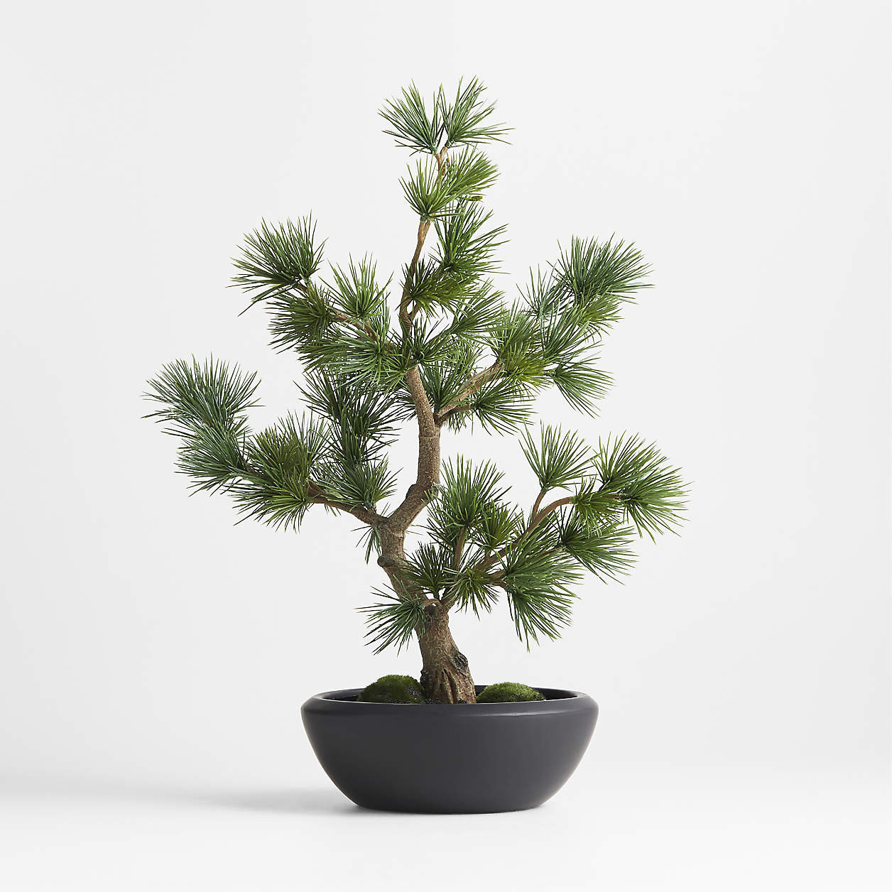 Potted Faux Pine Bonsai in Black Pot + Reviews | Crate & Barrel | Crate & Barrel