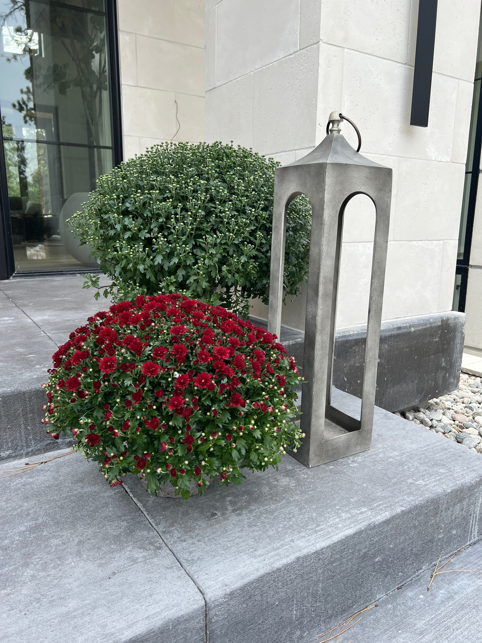 The mums at Walmart were out of this world amazing! Paired with my favorite lantern from Pottery Barn  

#LTKhome #LTKSeasonal #LTKHalloween