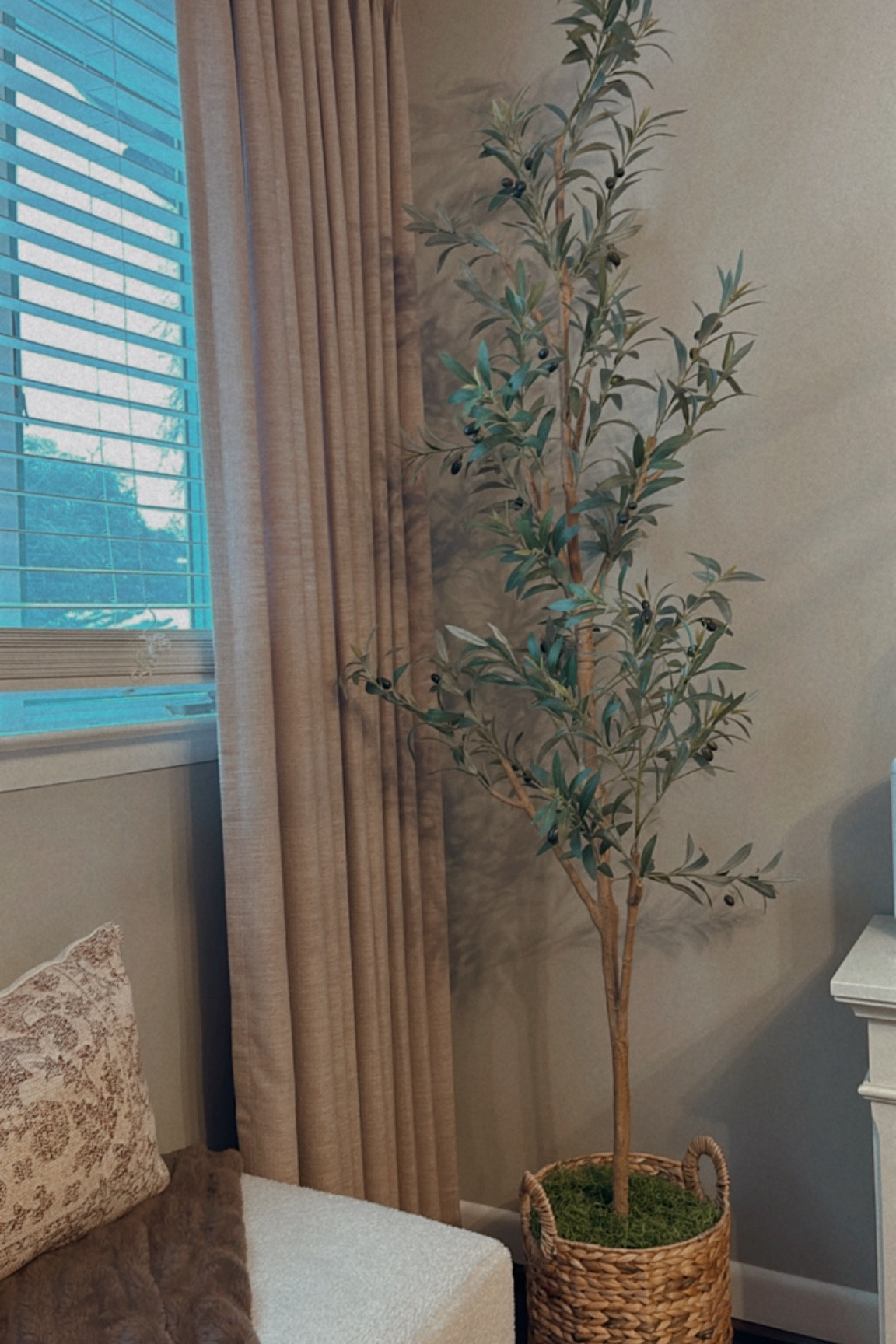 Olive tree on sale $69 for 7ft

#LTKU #LTKhome #LTKstyletip