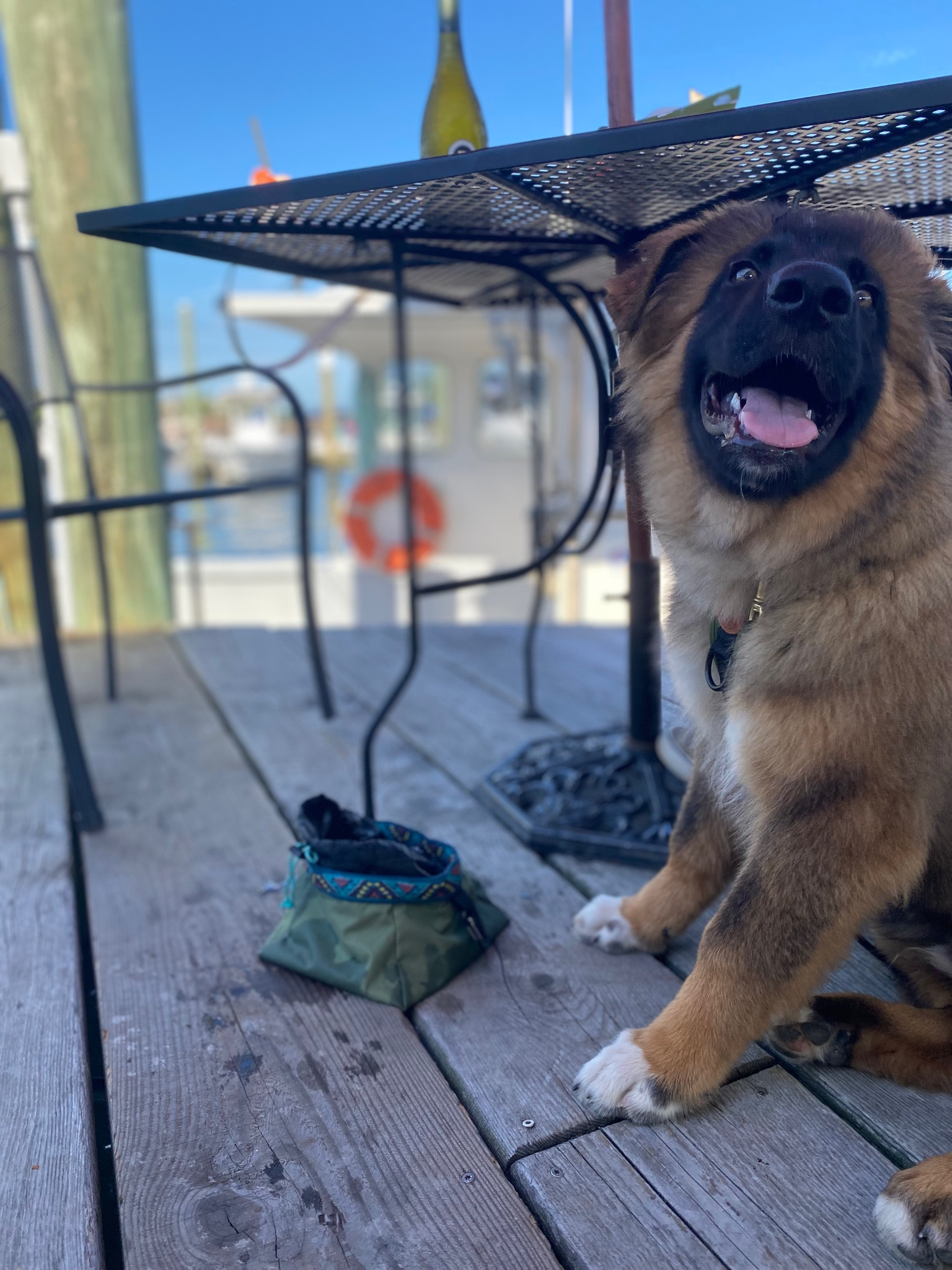 〰️ puppy love pt. I 〰️

now introducing 🥁🥁🥁

the greatest, sweetest love of my life baby Ovi 🤎 this whole LTK could be specifically for him and all of his supplements, but I decided to do a little series and add things that our puppy loves, that I’m sure yours will too. we go as natural, few ingredient, easy to travel, safe to chew, easy to wash as possible. here are the basics, some of the first things we bought when we knew Ovi was coming home to us:

collar: amazon + AirTag + Etsy name tag
leash: amazon
home food/water bowl: amazon
travel water bowl: wilder dog
harness: wilder dog
long leash: amazon

#LTKhome #LTKfitness #LTKtravel