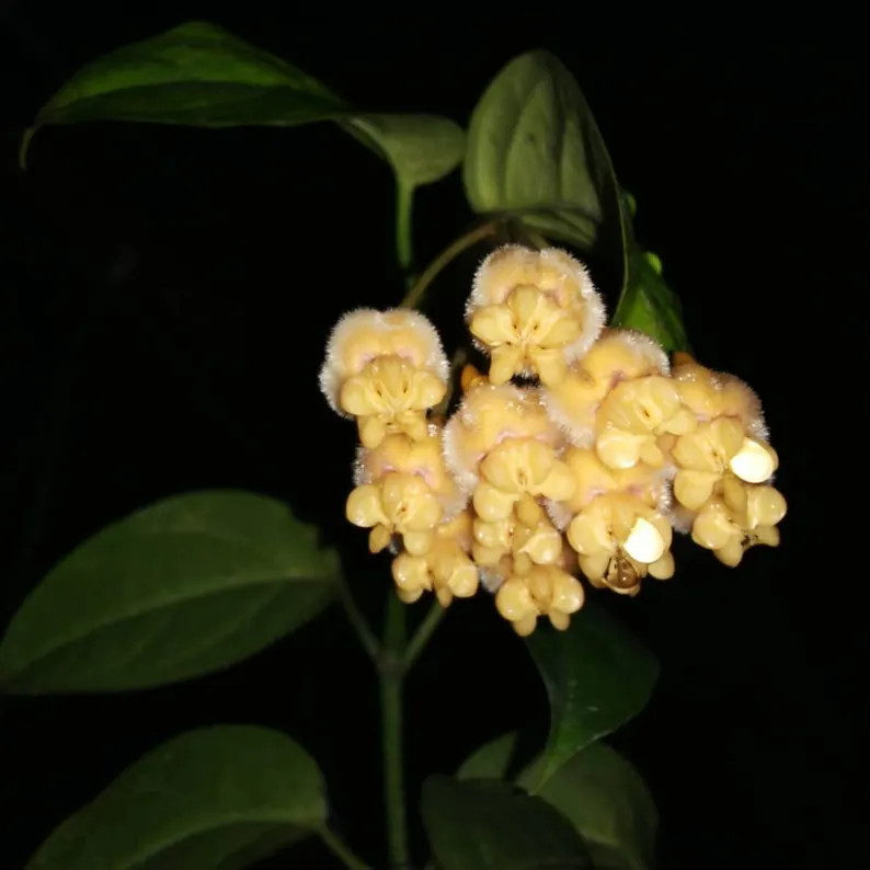 Hoya Praetorii Sp Papua Leaves Perfect Condition, Unique Hoya Leaves Beautiful Flower Live Plant ... | Etsy (US)