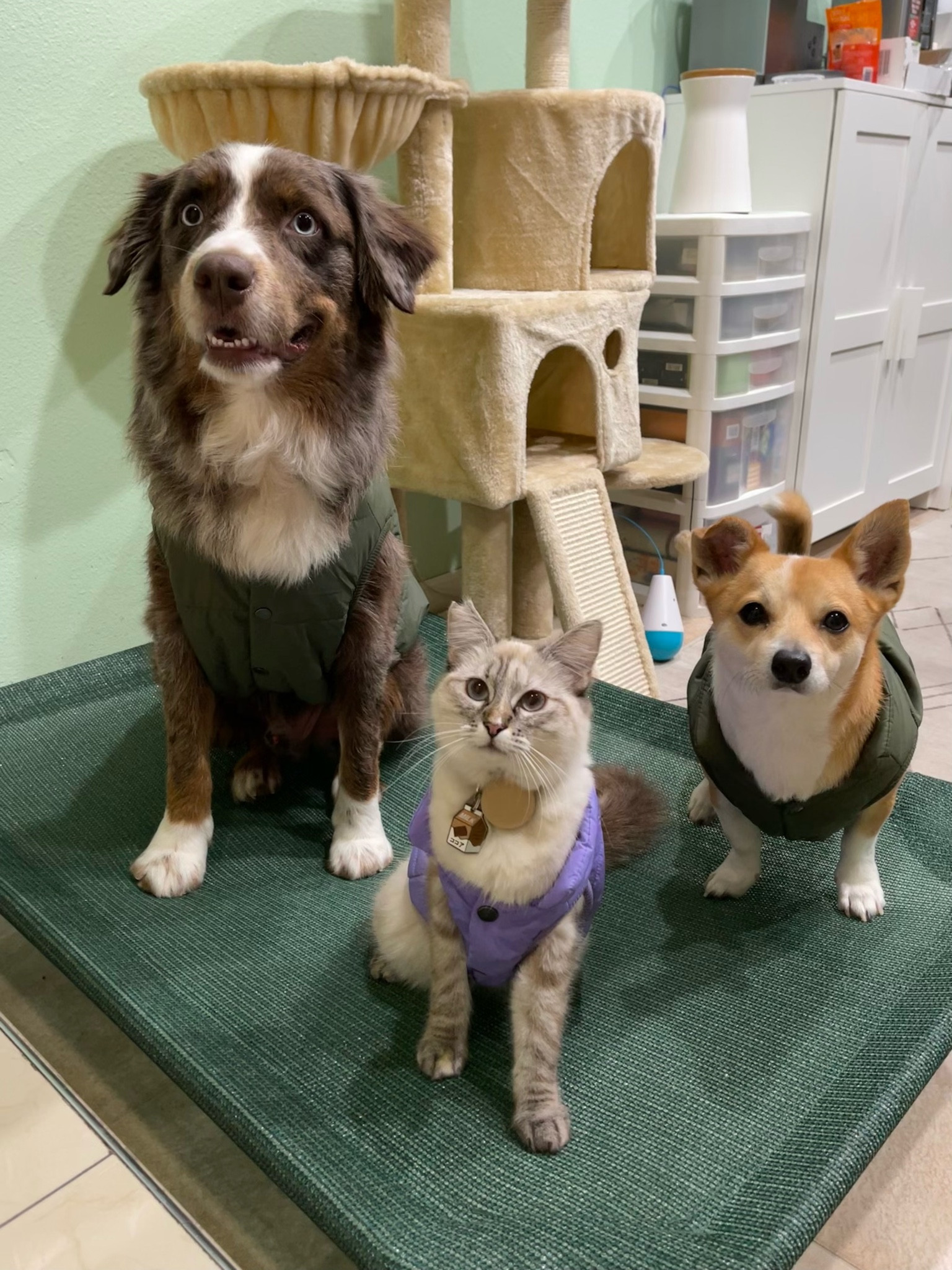 We love a matching moment 🐶🐱🐶💕 
These puffer jackets are pawfect for the holidays season ❄️ 

PS. Size runs small - recommend sizing up

#LTKSeasonal #LTKFindsUnder50 #LTKFamily