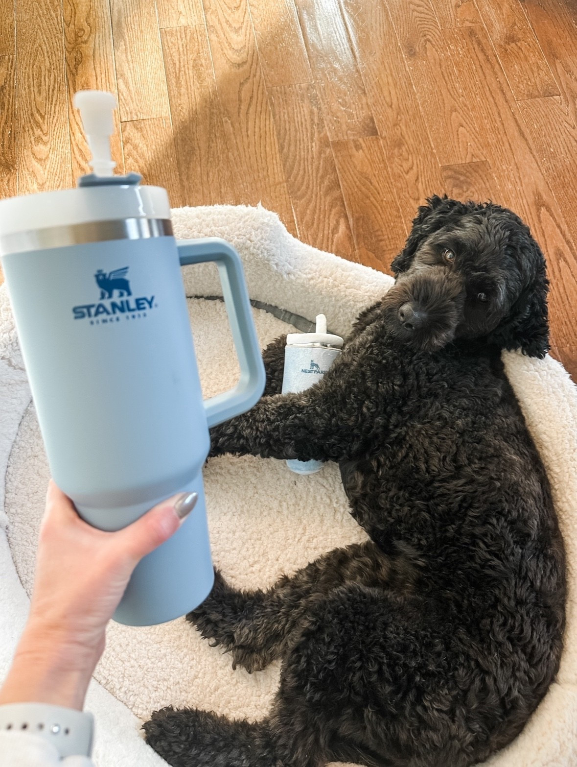 Doggy and me matching Stanley’s 😆

dog gift ideas, dog gift guide, pet gift ideas, dog toys

#LTKFindsUnder50 #LTKHome