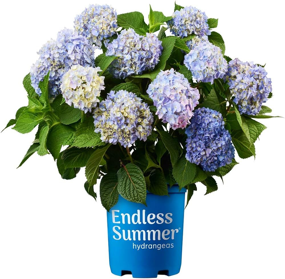 Endless Summer Original Hydrangea, 1 Gal, Blue | Amazon (US)