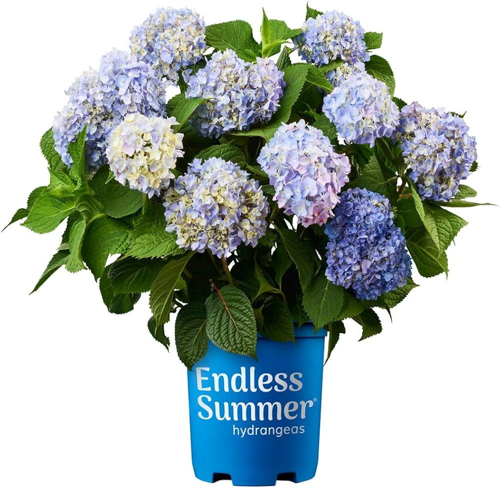 Endless Summer Original Hydrangea, 1 Gal, Blue | Amazon (US)