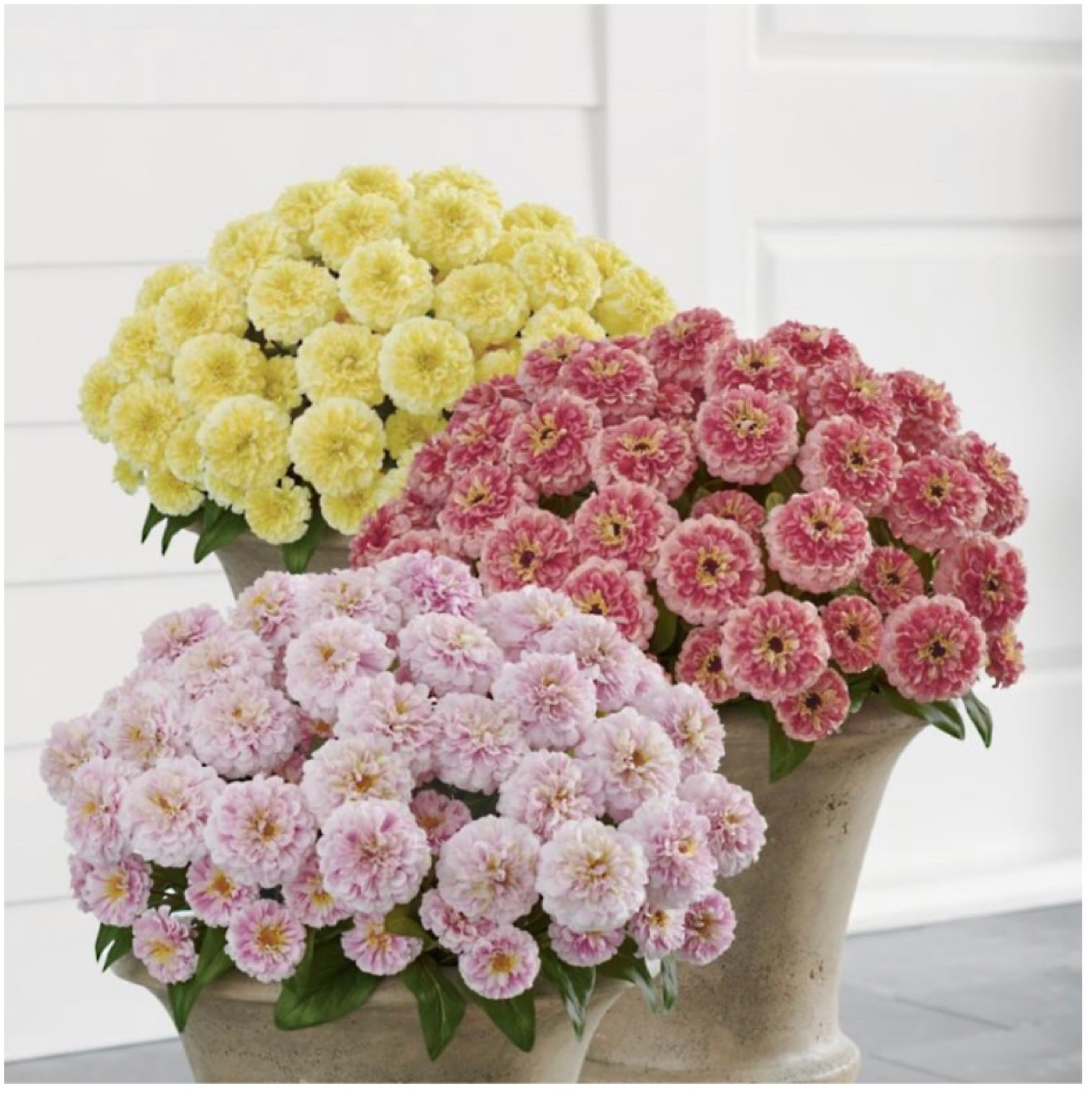 Urn & Windowbox Fillers
Zinnia Urn Filler

#LTKsalealert #LTKhome #LTKSeasonal