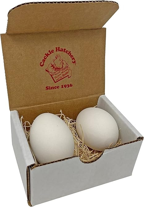 Cackle Hatchery Ceramic Nest Eggs (2ct) (White) | Amazon (US)