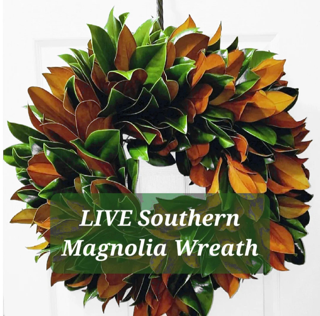 Live Southern Magnolia Wreath 1228 FRESH - Etsy | Etsy (US)