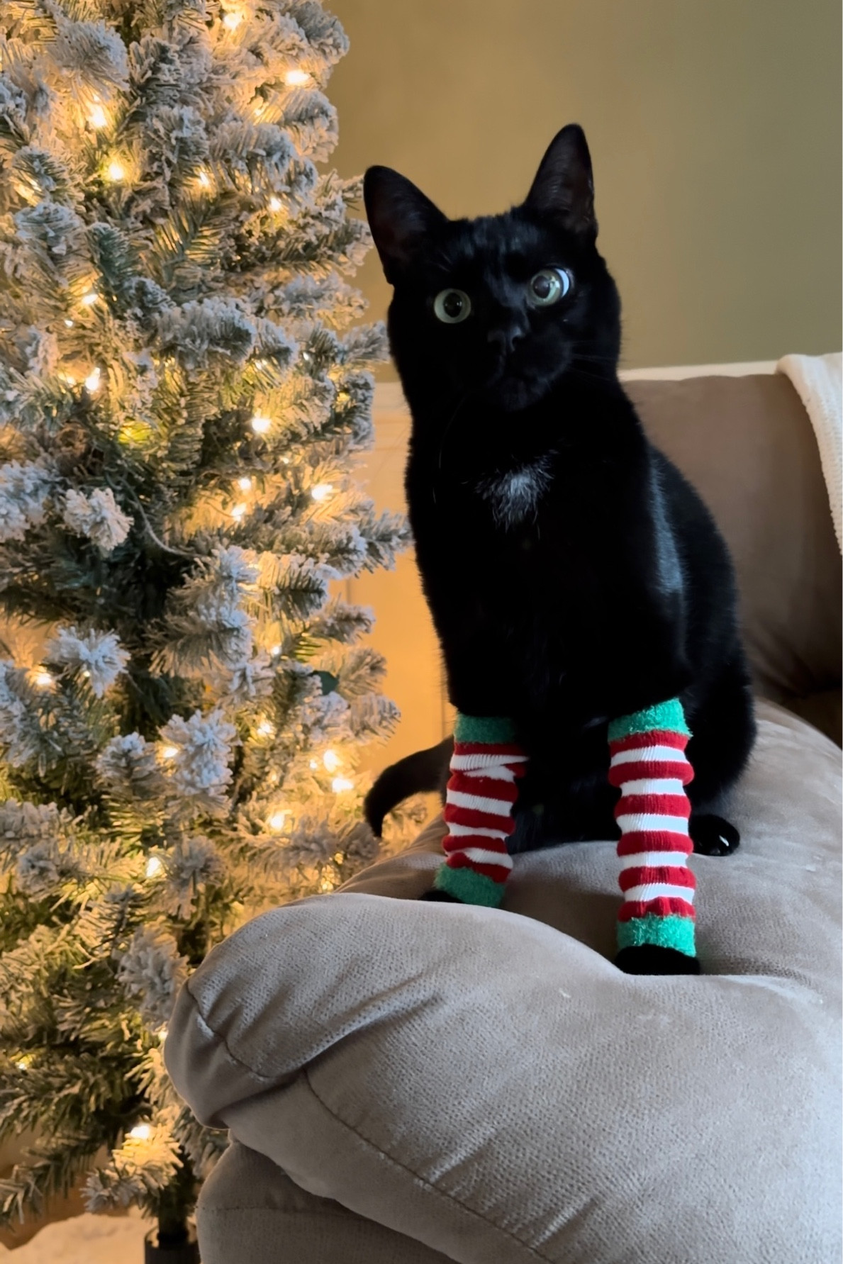 $3 holiday cat leggings? Count us in! 
