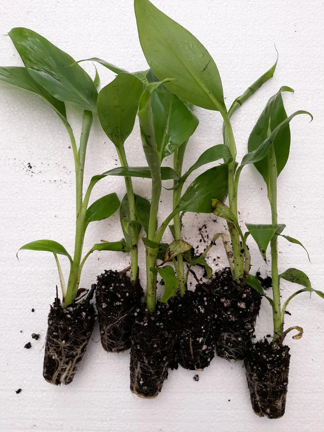6 plugs, Decorative, Musa basjoo banana plants, cold hardy to zone 5 | Etsy (US)