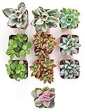 Shop Succulents Gardener's Collection of Live | Hand Selected for Health, Size | Mini 10 | Amazon (US)