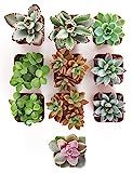 Shop Succulents Gardener's Collection of Live | Hand Selected for Health, Size | Mini 10 | Amazon (US)
