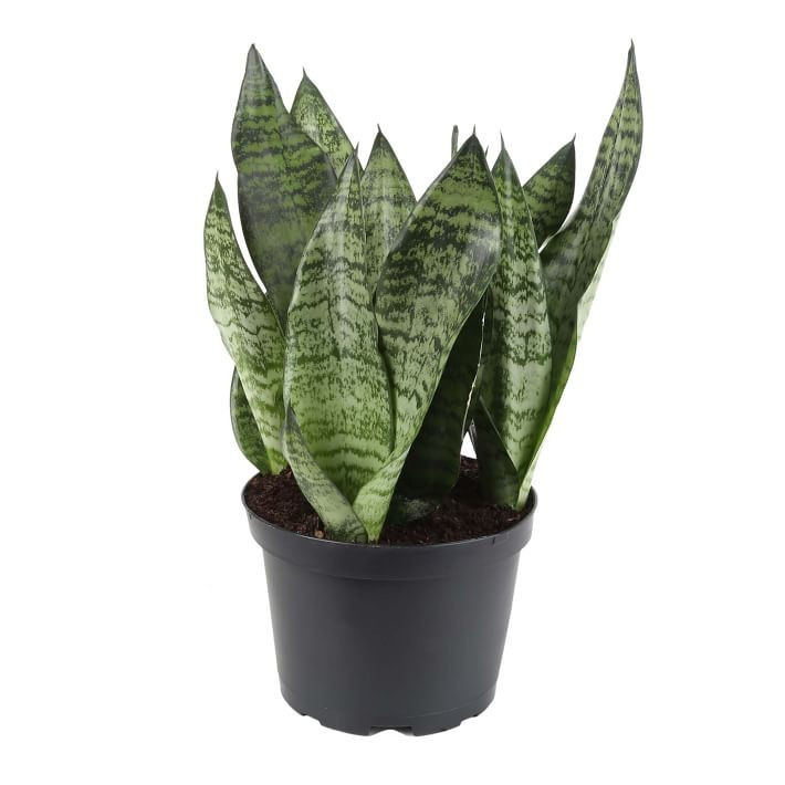 Sansevieria Zeylanica Plant | West Elm (US)