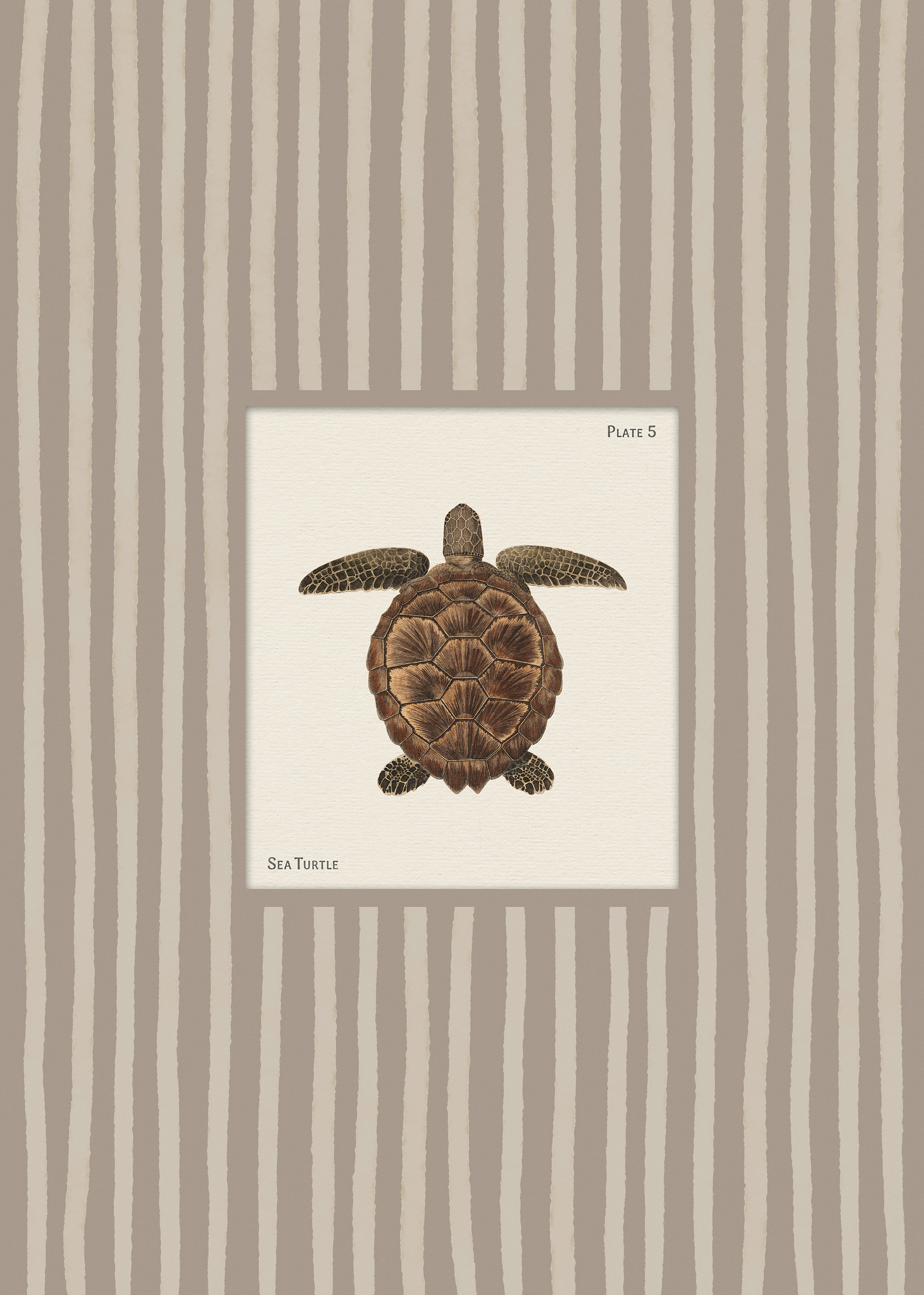 Vintage Sea Turtle Print | Desenio