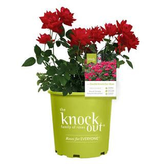 3 Gal. Red The Double Knock Out Rose Bush with Red Flowers | The Home Depot