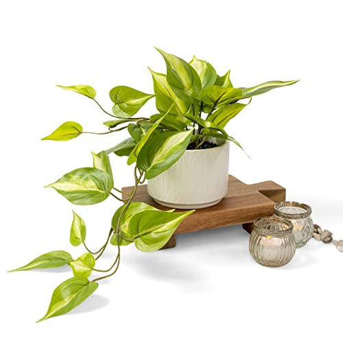 Kurrajong Farmhouse Fake pothos Plant | Fake Plant for Shelf Decor | Artificial Trailing Ivy Plant with 5" Wide Ceramic Pot | Light Green Faux pothos | Feaux Pothos | Amazon (US)