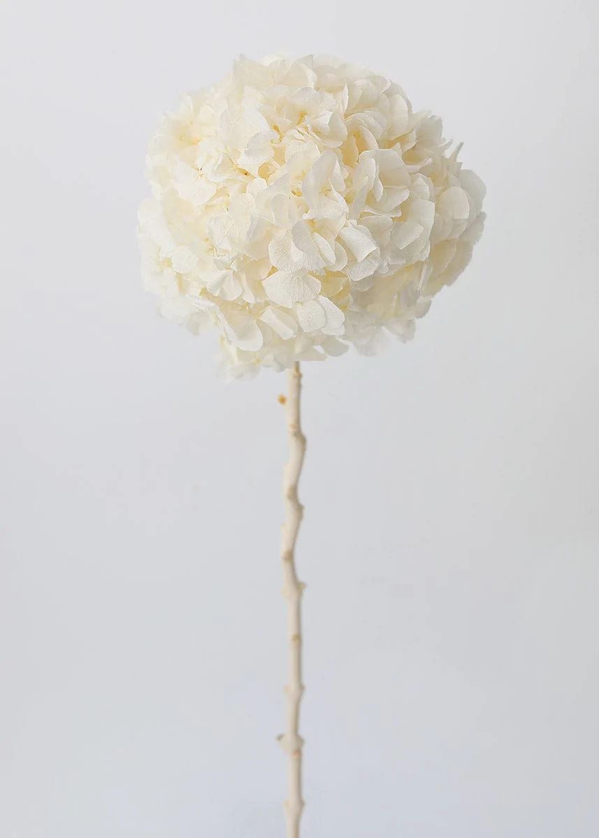 Large Petal Preserved Hydrangea in Cream - 22-24 | Afloral (US)