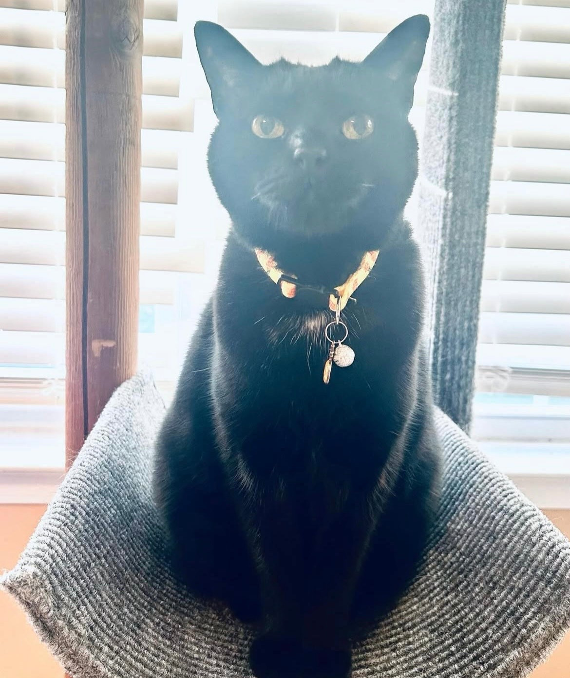 This is my cat Sabrina! 

#LTKActive #LTKSeasonal #LTKU