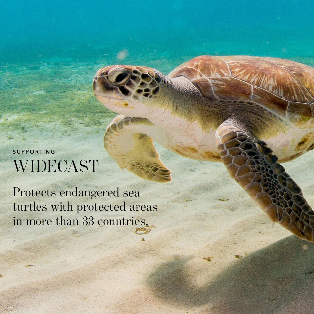 Philanthropy Cheek Shade Compact | Chantecaille