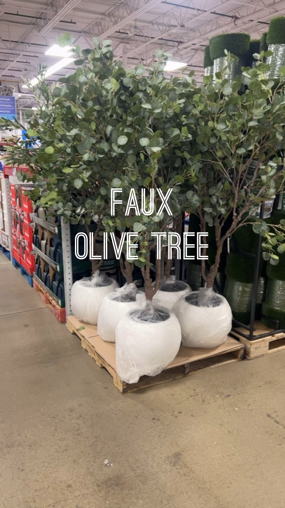 The most gorgeous, full olive trees! The base in itself is stunning!