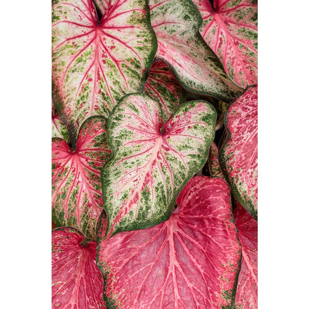 4.5 in. Quart Heart to Heart Blushing Bride (Caladium) Live Plant in Pink Foliage | The Home Depot