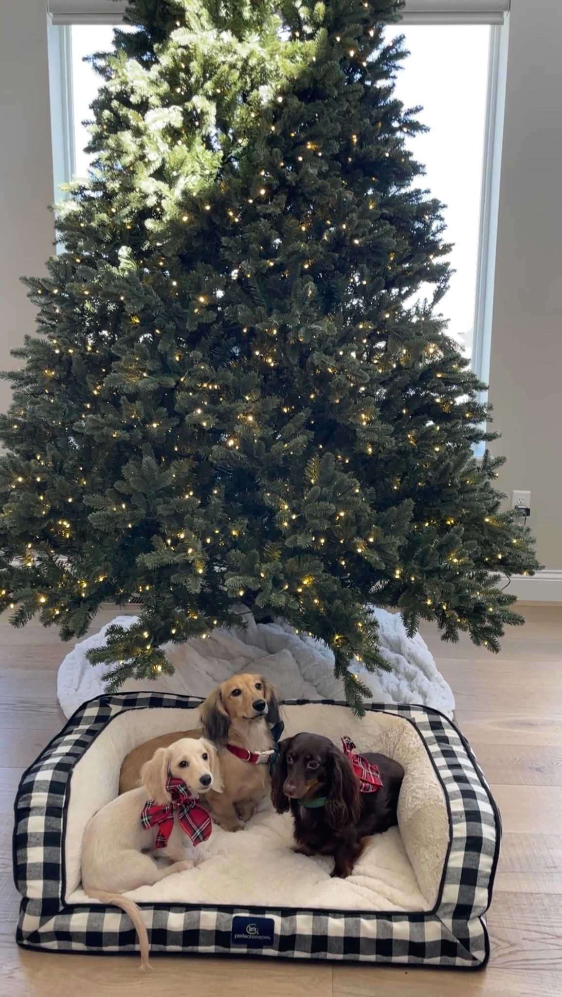 Our doxies helped us put up this beautiful 9ft. Aspen Fir King of Christmas Tree! The branch shape and color is just gorgeous on this tree and it even looks stunning without decorations! See you in the next video when we add some special very special ornaments! 🎄

#LTKHome #LTKHoliday #LTKPets