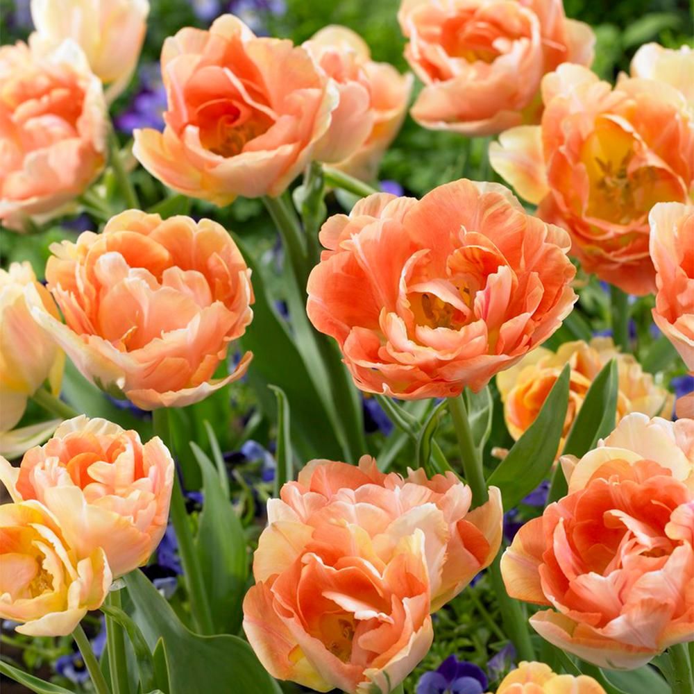 Tulips Orange Angelique Bulbs (12-Pack) | The Home Depot