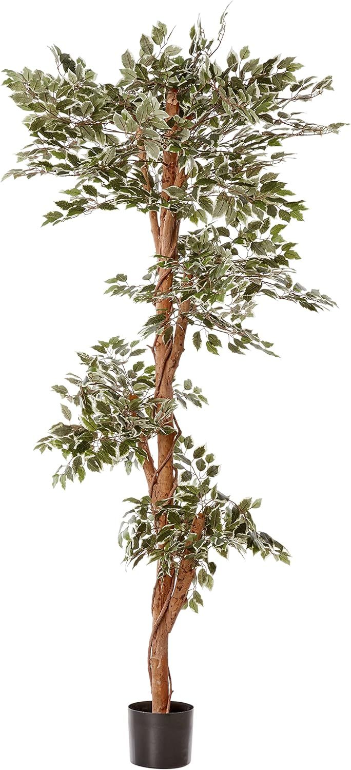 Nearly Natural 5345 Variegated Ficus Tree, 6-Feet, Green | Amazon (US)