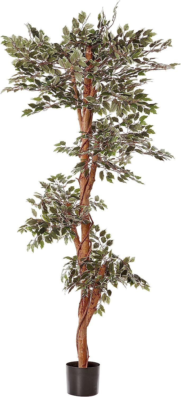 Nearly Natural 5345 Variegated Ficus Tree, 6-Feet, Green | Amazon (US)