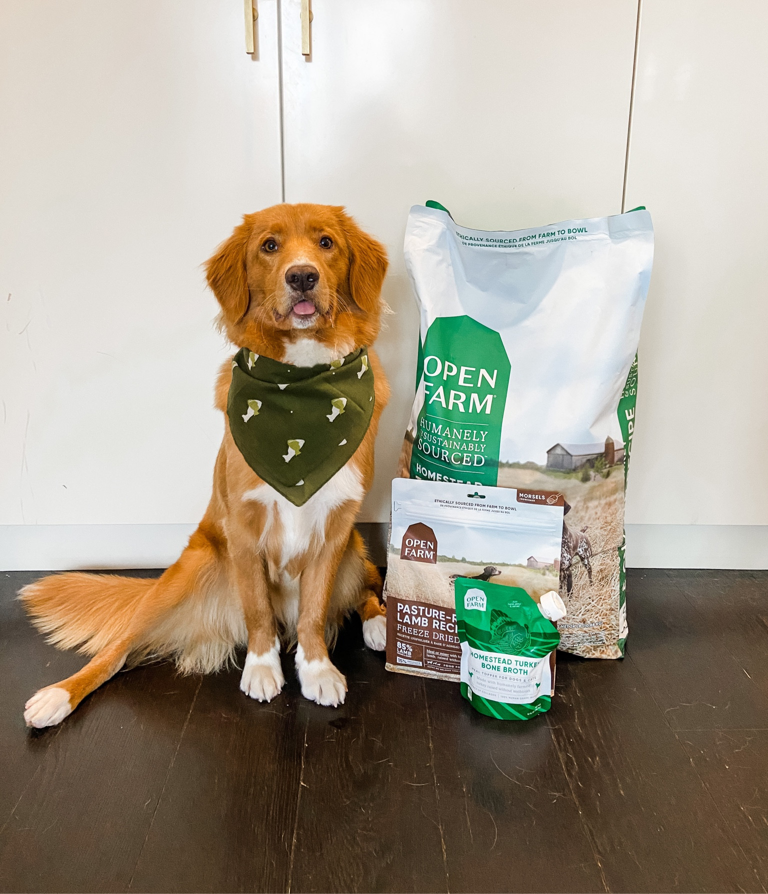 The dog food Lennon has eaten since she was a baby. We love Open Farm!