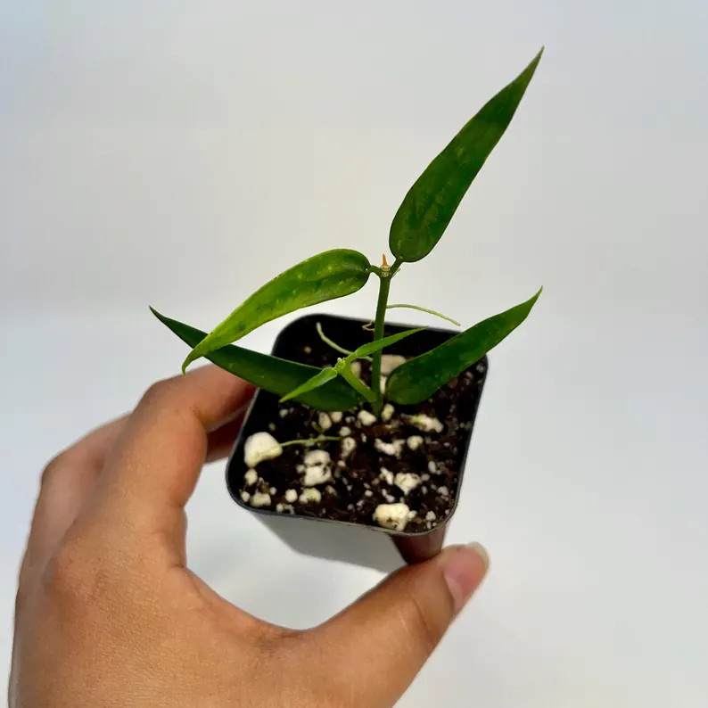 READY SOON Hoya Burmanica - Etsy | Etsy (US)