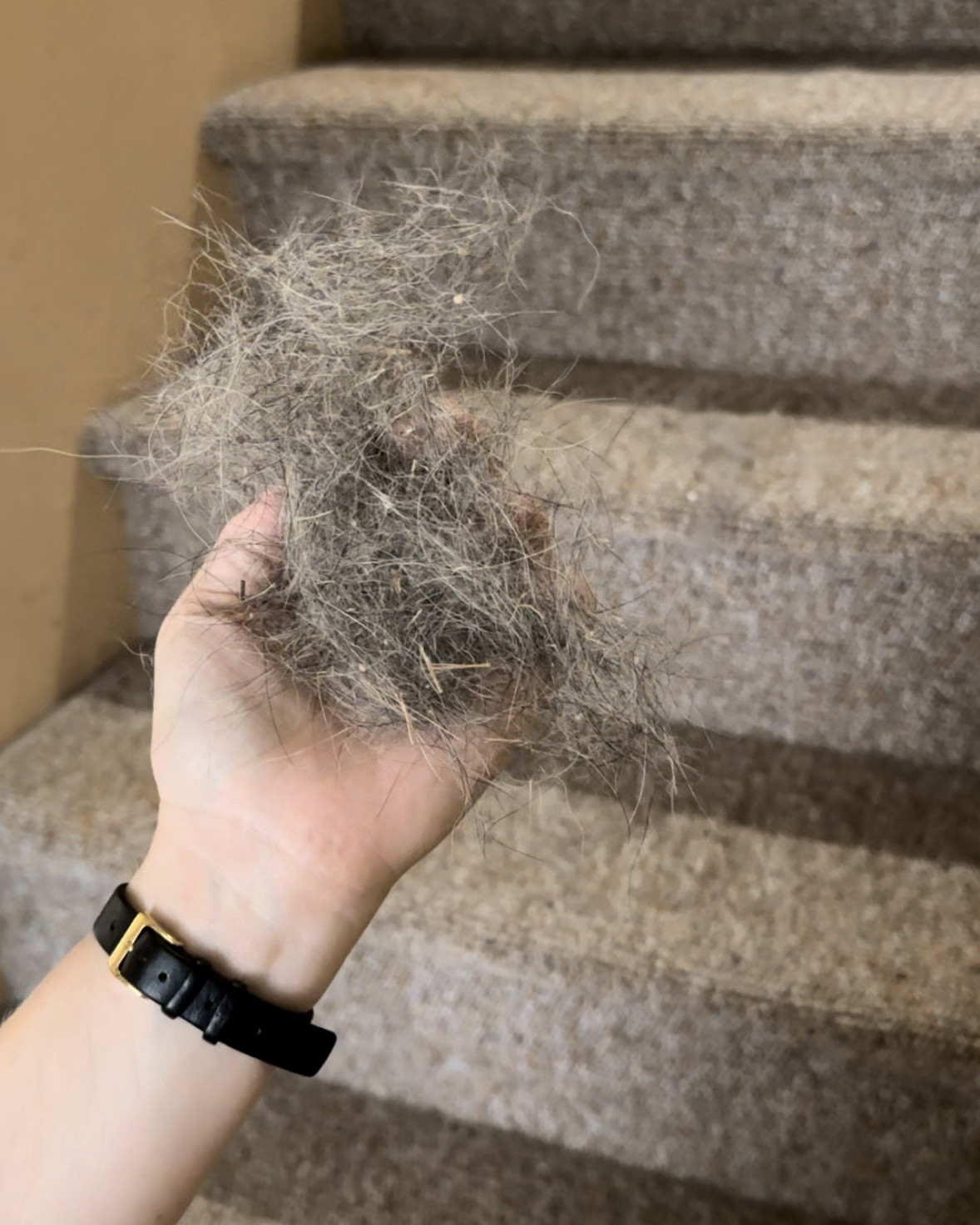 Carpet scraper to get up ALL the dog hair in your home (especially on carpeted stairs!) 🐾

Clean home / cleaning hack / dog owner hack / cleaning 

#LTKHome