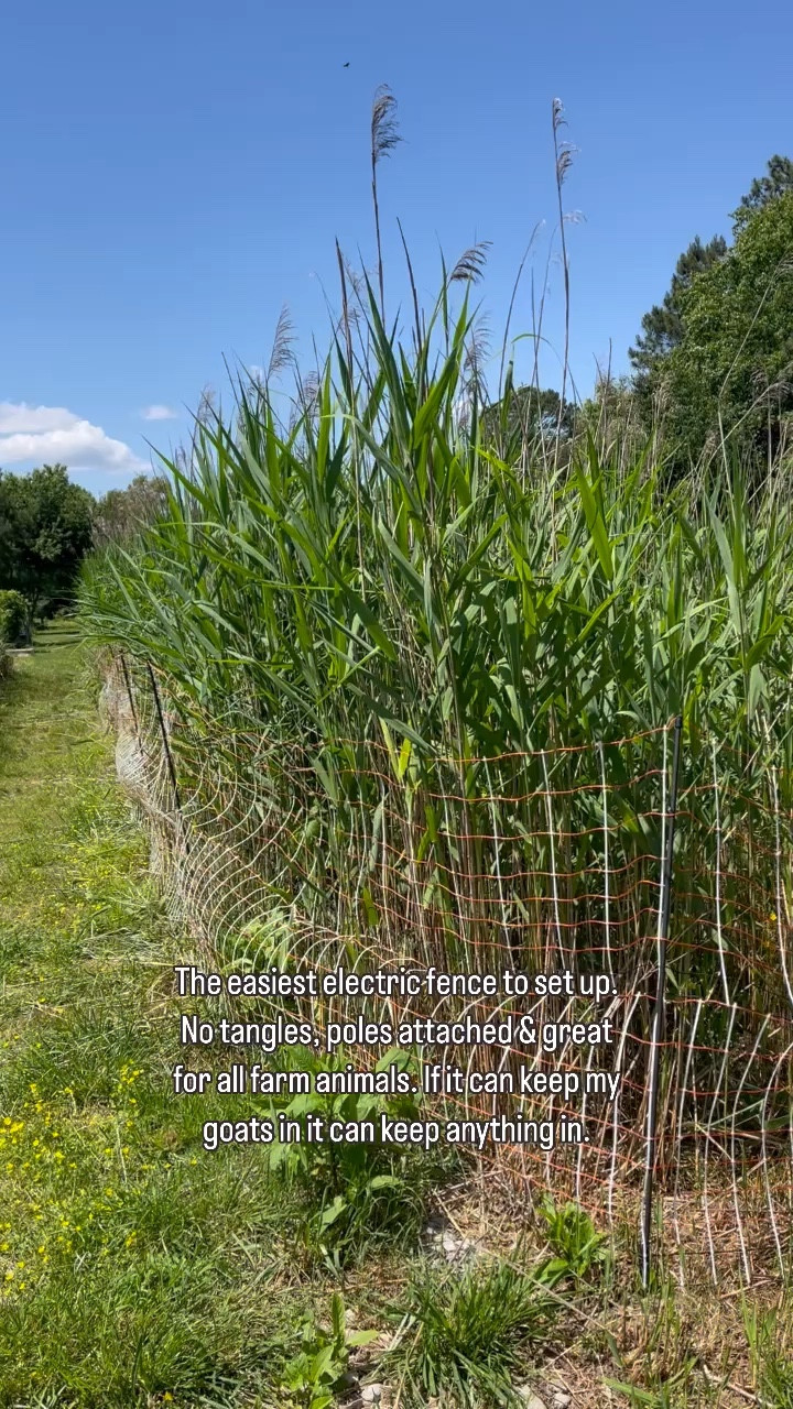 Electric fence for rotational grazing that actually keeps my goats in. #farm #farmanimals #homestead