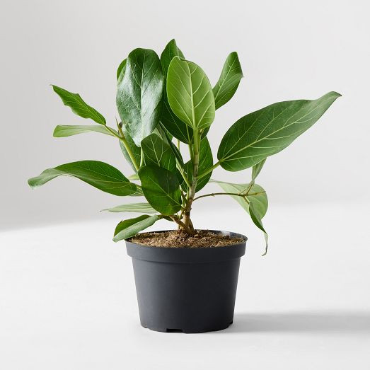 Live Ficus Audrey Plant in Grow Pot | West Elm (US)