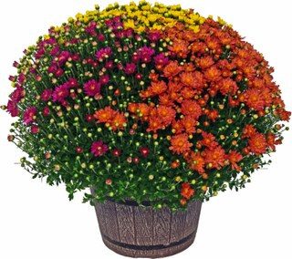 Kroger - Tricolor Garden Mum, 10-inch pot | Kroger