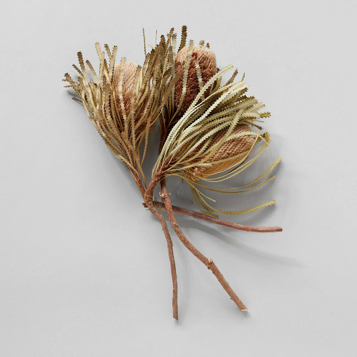 Dried Natural Banksia | Bloomist | Bloomist, Inc