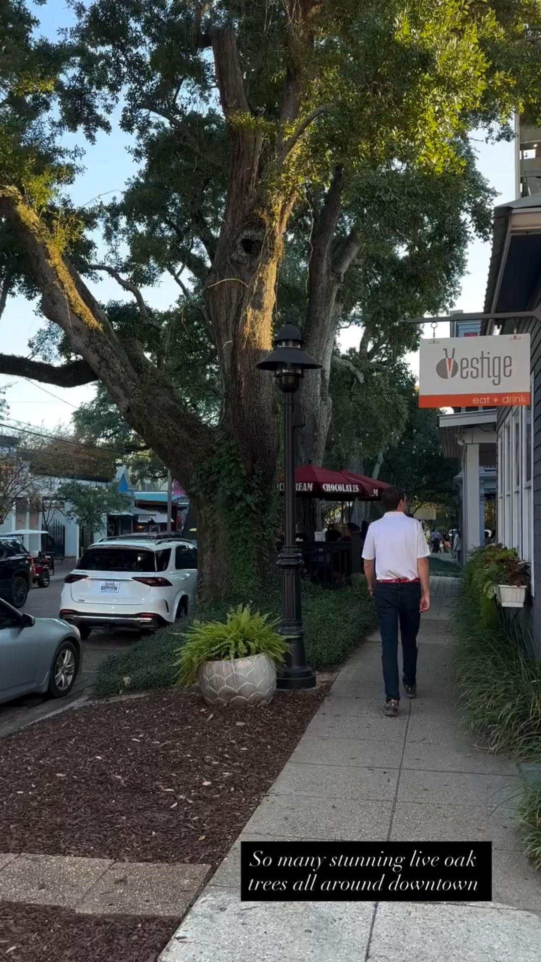 So many stunning live oak trees all around downtown